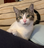 Adopter  chat : Manolin