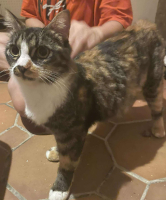 Adopter  chat : Pepite