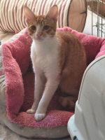 Adopter  chat : Biscuit