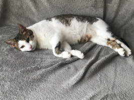 Adopter  chat : Ysaya