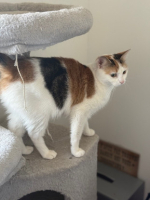 Adopter  chat : Miki