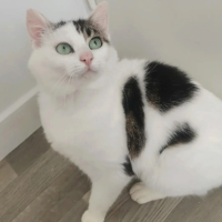 Adopter  chat : Himalaya