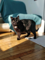 Adopter  chat : Reznor