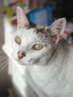 Adopter  chat : Alaska