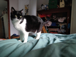 Adopter  chat : Salomé