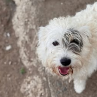 Adopter  chien : Oslo