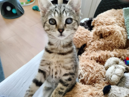 Adopter  chat : Pupples