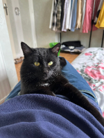 Adopter  chat : Scotty