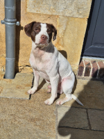 Adopter  chien : Astérix