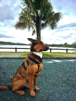 Adopter  chien : Ulso