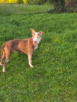 Adopter  chien : Attilah