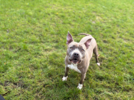 Adopter  chien : Maitika