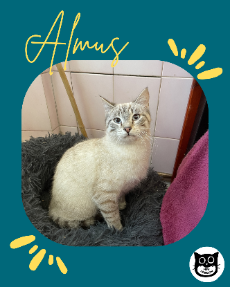 Adopter Almus