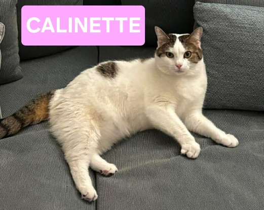 Adopter Calinette
