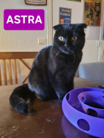 Adopter  chat : Astra