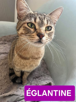 Adopter Eglantine