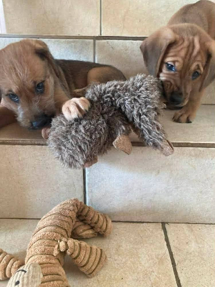 Adopter Jules et jim