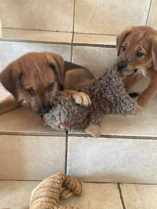 Adopter Jules et jim