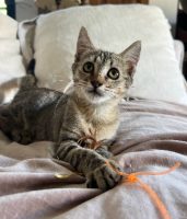 Adopter  chat : Fifie