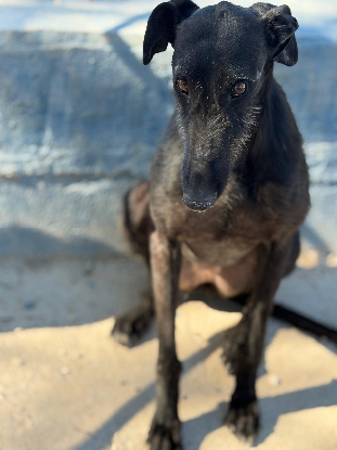 Adoption Gitana
