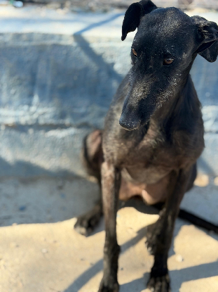 Adoption Gitana