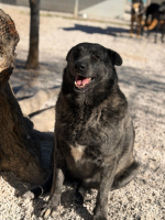 Adopter  chien : Judit