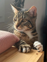 Adopter  chat : Loki