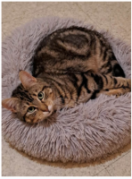 Adopter  chat : River