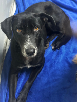 Adopter  chien : Mao