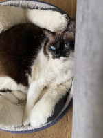 Adopter  chat : Otiss