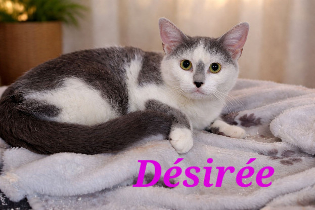 Adopter Désirée