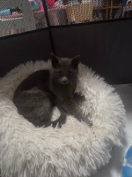 Adopter  chat : Cendre