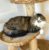 Adopter  chat : Birdy