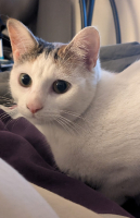 Adopter  chat : Anaïs