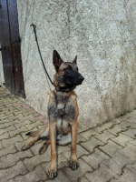 Adopter  chien : Atlas