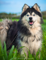 Adopter  chien : Dark