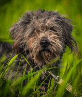 Adopter  chien : Sam