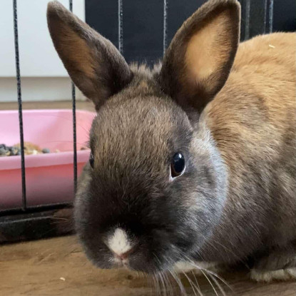 Adopter Martine et jeanette