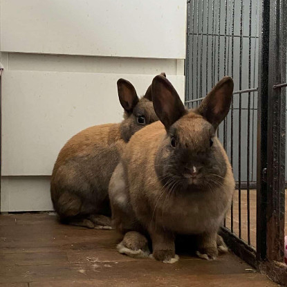 Adopter Jeanette et martine