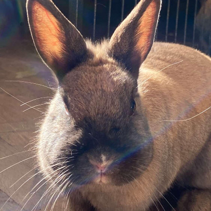 Adopter Jeanette et martine