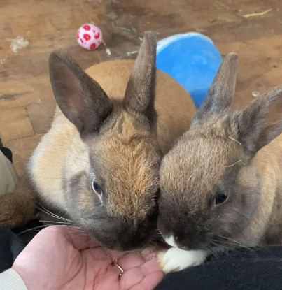 Adoption Jeanette et martine