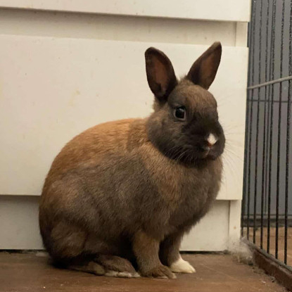 Adoption Jeanette et martine