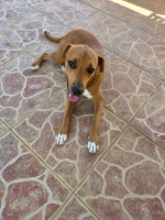 Adopter  chien : Frisky