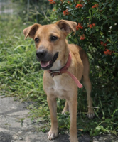 Adopter  chien : Spark