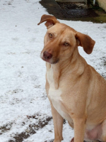 Adopter  chien : Fifi