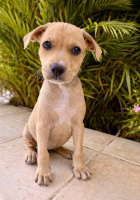 Adopter  chien : Bath