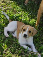 Adopter  chien : Apache