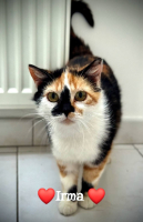 Adopter  chat : Irma