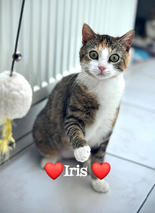 Adopter Iris