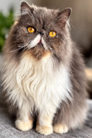 Adopter  chat : Lila & joyce